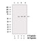 Western blot analysis of Phospho-Akt(Ser473) Antibody expression in Various cells lysates.