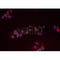 AF0016 staining 293 cells by IF/ICC. The sample were fixed with PFA and permeabilized in 0.1% Triton X-100,then blocked in 10% serum for 45 minutes at 25¡ãC. The primary antibody was diluted at 1/200 and incubated with the sample for 1 hour at 37¡ãC. An  Alexa Fluor 594 conjugated goat anti-rabbit IgG (H+L) antibody(Cat.