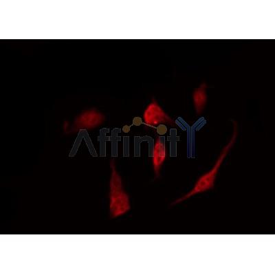 AF0016 staining 293 by IF/ICC. The sample were fixed with PFA and permeabilized in 0.1% Triton X-100,then blocked in 10% serum for 45 minutes at 25¡ãC. The primary antibody was diluted at 1/200 and incubated with the sample for 1 hour at 37¡ãC. An  Alexa Fluor 594 conjugated goat anti-rabbit IgG (H+L) Ab, diluted at 1/600, was used as the secondary antibod