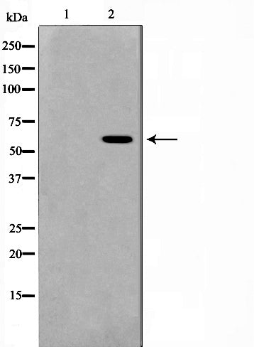 AF0908 staining 293 by IF/ICC. The sample were fixed with PFA and permeabilized in 0.1% Triton X-100,then blocked in 10% serum for 45 minutes at 25¡ãC. The primary antibody was diluted at 1/200 and incubated with the sample for 1 hour at 37¡ãC. An  Alexa Fluor 594 conjugated goat anti-rabbit IgG (H+L) Ab, diluted at 1/600, was used as the secondary antibod