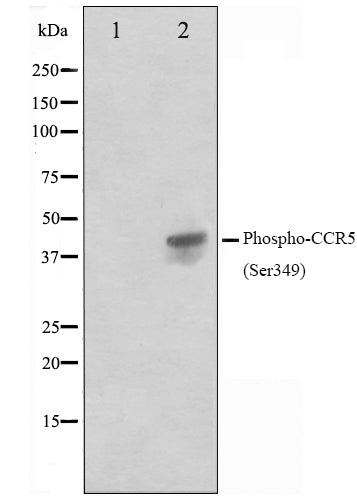 Western blot analysis on Jurkat cell lysate using Phospho-CCR5(Ser349) Antibody.The lane on the left is treated with the antigen-specific peptide.