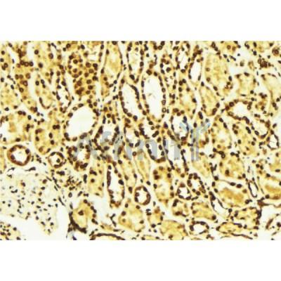 AF0020 at 1/100 staining Mouse kidney tissue by IHC-P. The sample was formaldehyde fixed and a heat mediated antigen retrieval step in citrate buffer was performed. The sample was then blocked and incubated with the antibody for 1.5 hours at 22¡ãC. An HRP conjugated goat anti-rabbit antibody was used as the secondary