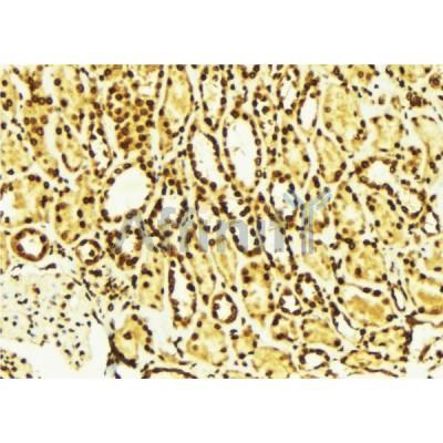 AF0020 at 1/100 staining Mouse kidney tissue by IHC-P. The sample was formaldehyde fixed and a heat mediated antigen retrieval step in citrate buffer was performed. The sample was then blocked and incubated with the antibody for 1.5 hours at 22¡ãC. An HRP conjugated goat anti-rabbit antibody was used as the secondary