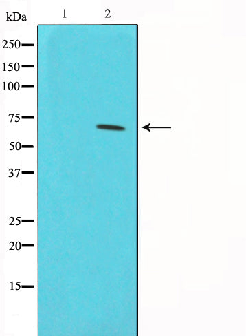 Western blot analysis on HeLa cell lysate using Phospho-CDC25A(Ser75) Antibody.The lane on the left is treated with the antigen-specific peptide.