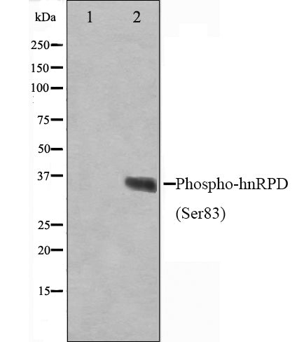 Western blot analysis on HuvEc cell lysate using Phospho-hnRPD(Ser83) Antibody,The lane on the left is treated with the antigen-specific peptide.