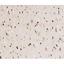 AF0033 at 1/200 staining human brain tissue sections by IHC-P. The tissue was formaldehyde fixed and a heat mediated antigen retrieval step in citrate buffer was performed. The tissue was then blocked and incubated with the antibody for 1.5 hours at 22¡ãC. An HRP conjugated goat anti-rabbit antibody was used as the secondary