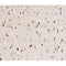 AF0033 at 1/200 staining human brain tissue sections by IHC-P. The tissue was formaldehyde fixed and a heat mediated antigen retrieval step in citrate buffer was performed. The tissue was then blocked and incubated with the antibody for 1.5 hours at 22¡ãC. An HRP conjugated goat anti-rabbit antibody was used as the secondary