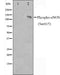 Western blot analysis on K562 cell lysate using Phospho-eNOS(Ser615) Antibody.The lane on the left is treated with the antigen-specific peptide.