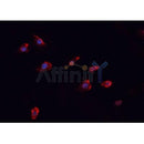 AF0037 staining MCF-7 cells by IF/ICC. The sample were fixed with PFA and permeabilized in 0.1% Triton X-100,then blocked in 10% serum for 45 minutes at 25¡ãC. The primary antibody was diluted at 1/200 and incubated with the sample for 1 hour at 37¡ãC. An  Alexa Fluor 594 conjugated goat anti-rabbit IgG (H+L) antibody(Cat.