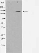AF0823 at 1/100 staining human brain tissue sections by IHC-P. The tissue was formaldehyde fixed and a heat mediated antigen retrieval step in citrate buffer was performed. The tissue was then blocked and incubated with the antibody for 1.5 hours at 22¡ãC. An HRP conjugated goat anti-rabbit antibody was used as the secondary