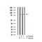 Western blot analysis on HeLa cell lysate using Phospho-GR(Ser203) Antibody.The lane on the left is treated with the antigen-specific peptide.