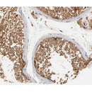 AF0044 at 1/200 staining human testis tissue sections by IHC-P. The tissue was formaldehyde fixed and a heat mediated antigen retrieval step in citrate buffer was performed. The tissue was then blocked and incubated with the antibody for 1.5 hours at 22¡ãC. An HRP conjugated goat anti-rabbit antibody was used as the secondary