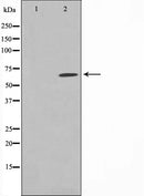 Western blot analysis on rat heart cell lysate using Phospho-PAK3(Ser154) Antibody.The lane on the left is treated with the antigen-specific peptide.