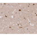 AF0046 at 1/200 staining human Cerebellum tissue sections by IHC-P. The tissue was formaldehyde fixed and a heat mediated antigen retrieval step in citrate buffer was performed. The tissue was then blocked and incubated with the antibody for 1.5 hours at 22¡ãC. An HRP conjugated goat anti-rabbit antibody was used as the secondary