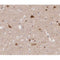 AF0046 at 1/200 staining human Cerebellum tissue sections by IHC-P. The tissue was formaldehyde fixed and a heat mediated antigen retrieval step in citrate buffer was performed. The tissue was then blocked and incubated with the antibody for 1.5 hours at 22¡ãC. An HRP conjugated goat anti-rabbit antibody was used as the secondary