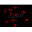 AF0047 staining Hela by IF/ICC. The sample were fixed with PFA and permeabilized in 0.1% Triton X-100,then blocked in 10% serum for 45 minutes at 25¡ãC. The primary antibody was diluted at 1/200 and incubated with the sample for 1 hour at 37¡ãC. An  Alexa Fluor 594 conjugated goat anti-rabbit IgG (H+L) Ab, diluted at 1/600, was used as the secondary antibod