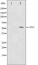 Western blot analysis on NIH-3T3 cell lysate using FLI1 Antibody,The lane on the left is treated with the antigen-specific peptide.