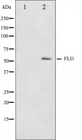 Western blot analysis on NIH-3T3 cell lysate using FLI1 Antibody,The lane on the left is treated with the antigen-specific peptide.