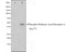 Western blot analysis on Jurkat cell lysate using Phospho-Retinoic Acid Receptor alpha (Ser77) Antibody,The lane on the left is treated with the antigen-specific peptide.