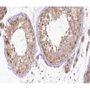 AF0050 at 1/200 staining human Testis tissue sections by IHC-P. The tissue was formaldehyde fixed and a heat mediated antigen retrieval step in citrate buffer was performed. The tissue was then blocked and incubated with the antibody for 1.5 hours at 22¡ãC. An HRP conjugated goat anti-rabbit antibody was used as the secondary