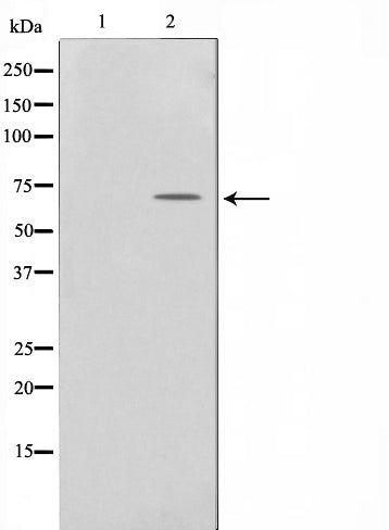 Western blot analysis on HeLa cell lysate using Phospho-Paxillin(Ser178) Antibody,The lane on the left is treated with the antigen-specific peptide.