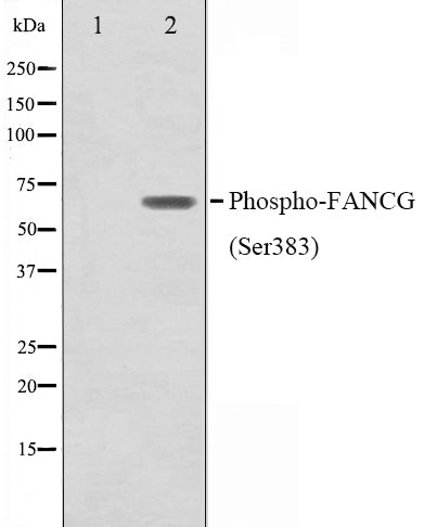 Western blot analysis on K562 cell lysate using Phospho-FANCG(Ser383) Antibody,The lane on the left is treated with the antigen-specific peptide.