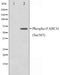 Western blot analysis on K562 cell lysate using Phospho-FANCG(Ser383) Antibody,The lane on the left is treated with the antigen-specific peptide.