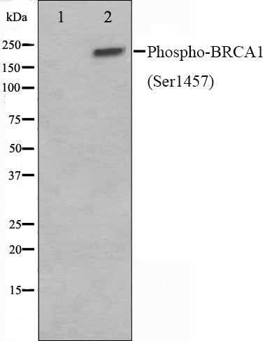 Western blot analysis on 293 cell lysate using Phospho-BRCA1(Ser1457) Antibody,The lane on the left is treated with the antigen-specific peptide.