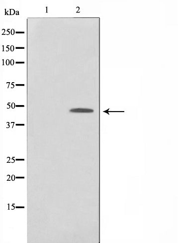 AF0807 staining Hela by IF/ICC. The sample were fixed with PFA and permeabilized in 0.1% Triton X-100,then blocked in 10% serum for 45 minutes at 25¡ãC. The primary antibody was diluted at 1/200 and incubated with the sample for 1 hour at 37¡ãC. An  Alexa Fluor 594 conjugated goat anti-rabbit IgG (H+L) Ab, diluted at 1/600, was used as the secondary antibod