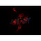 AF0211 staining A549 by IF/ICC. The sample were fixed with PFA and permeabilized in 0.1% Triton X-100,then blocked in 10% serum for 45 minutes at 25¡ãC. The primary antibody was diluted at 1/200 and incubated with the sample for 1 hour at 37¡ãC. An  Alexa Fluor 594 conjugated goat anti-rabbit IgG (H+L) Ab, diluted at 1/600, was used as the secondary antibod