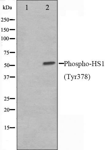 Western blot analysis on HepG2 cell lysate using Phospho-HS1(Tyr378) Antibody,The lane on the left is treated with the antigen-specific peptide.