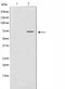 AF0777 staining Raw264.7 cells by IF/ICC. The sample were fixed with PFA and permeabilized in 0.1% Triton X-100,then blocked in 10% serum for 45 minutes at 25¡ãC. The primary antibody was diluted at 1/200 and incubated with the sample for 1 hour at 37¡ãC. An  Alexa Fluor 594 conjugated goat anti-rabbit IgG (H+L) antibody(Cat.