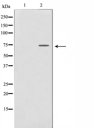 AF0777 staining Raw264.7 cells by IF/ICC. The sample were fixed with PFA and permeabilized in 0.1% Triton X-100,then blocked in 10% serum for 45 minutes at 25¡ãC. The primary antibody was diluted at 1/200 and incubated with the sample for 1 hour at 37¡ãC. An  Alexa Fluor 594 conjugated goat anti-rabbit IgG (H+L) antibody(Cat.