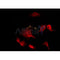 Western blot analysis of extracts from mouse brain, using Pim-1 Antibody. Lane 1 was treated with the antigen-specific peptide.