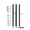 Western blot analysis of extracts from rat brain, using MMP14 Antibody.