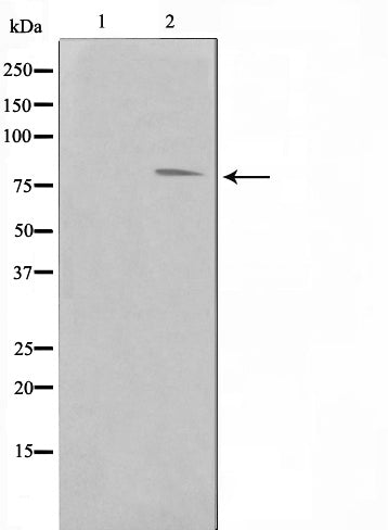 AF0843 staining Hela by IF/ICC. The sample were fixed with PFA and permeabilized in 0.1% Triton X-100,then blocked in 10% serum for 45 minutes at 25¡ãC. The primary antibody was diluted at 1/200 and incubated with the sample for 1 hour at 37¡ãC. An  Alexa Fluor 594 conjugated goat anti-rabbit IgG (H+L) Ab, diluted at 1/600, was used as the secondary antibod