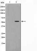 AF0836 staining 293 by IF/ICC. The sample were fixed with PFA and permeabilized in 0.1% Triton X-100,then blocked in 10% serum for 45 minutes at 25¡ãC. The primary antibody was diluted at 1/200 and incubated with the sample for 1 hour at 37¡ãC. An  Alexa Fluor 594 conjugated goat anti-rabbit IgG (H+L) Ab, diluted at 1/600, was used as the secondary antibod