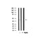 AF0833 staining JK by IF/ICC. The sample were fixed with PFA and permeabilized in 0.1% Triton X-100,then blocked in 10% serum for 45 minutes at 25¡ãC. The primary antibody was diluted at 1/200 and incubated with the sample for 1 hour at 37¡ãC. An  Alexa Fluor 594 conjugated goat anti-rabbit IgG (H+L) Ab, diluted at 1/600, was used as the secondary antibod