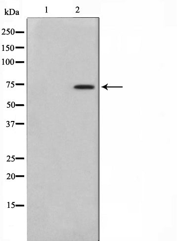 AF0837 staining Hela by IF/ICC. The sample were fixed with PFA and permeabilized in 0.1% Triton X-100,then blocked in 10% serum for 45 minutes at 25¡ãC. The primary antibody was diluted at 1/200 and incubated with the sample for 1 hour at 37¡ãC. An  Alexa Fluor 594 conjugated goat anti-rabbit IgG (H+L) Ab, diluted at 1/600, was used as the secondary antibod