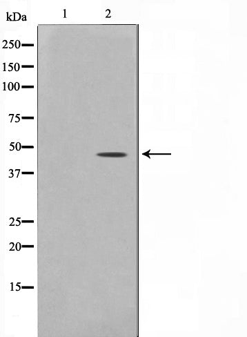 AF0520 staining COLO205 by IF/ICC. The sample were fixed with PFA and permeabilized in 0.1% Triton X-100,then blocked in 10% serum for 45 minutes at 25¡ãC. The primary antibody was diluted at 1/200 and incubated with the sample for 1 hour at 37¡ãC. An  Alexa Fluor 594 conjugated goat anti-rabbit IgG (H+L) Ab, diluted at 1/600, was used as the secondary antibod