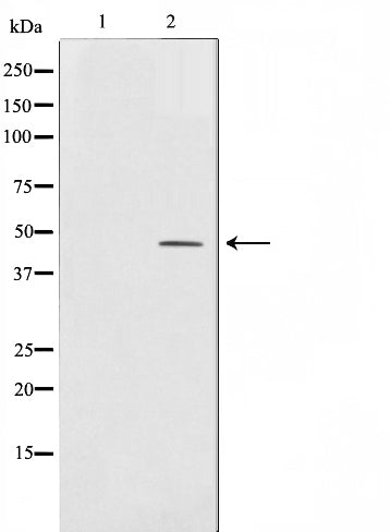 AF0535 staining COLO205 by IF/ICC. The sample were fixed with PFA and permeabilized in 0.1% Triton X-100,then blocked in 10% serum for 45 minutes at 25¡ãC. The primary antibody was diluted at 1/200 and incubated with the sample for 1 hour at 37¡ãC. An  Alexa Fluor 594 conjugated goat anti-rabbit IgG (H+L) Ab, diluted at 1/600, was used as the secondary antibod