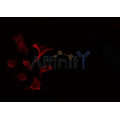 AF0510 staining HeLa cells by IF/ICC. The sample were fixed with PFA and permeabilized in 0.1% Triton X-100,then blocked in 10% serum for 45 minutes at 25¡ãC. The primary antibody was diluted at 1/200 and incubated with the sample for 1 hour at 37¡ãC. An  Alexa Fluor 594 conjugated goat anti-rabbit IgG (H+L) antibody(Cat.