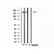 Western blot analysis of extracts from 293 and Hela, using Collagen IV Antibody.
