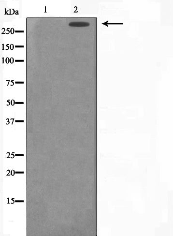 AF0550 staining K-562 cells by IF/ICC. The sample were fixed with PFA and permeabilized in 0.1% Triton X-100,then blocked in 10% serum for 45 minutes at 25¡ãC. The primary antibody was diluted at 1/200 and incubated with the sample for 1 hour at 37¡ãC. An  Alexa Fluor 594 conjugated goat anti-rabbit IgG (H+L) antibody(Cat.# S0006), diluted at 1/600, was used as secondary antibod