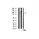 AF0530 staining Hela by IF/ICC. The sample were fixed with PFA and permeabilized in 0.1% Triton X-100,then blocked in 10% serum for 45 minutes at 25¡ãC. The primary antibody was diluted at 1/200 and incubated with the sample for 1 hour at 37¡ãC. An  Alexa Fluor 594 conjugated goat anti-rabbit IgG (H+L) Ab, diluted at 1/600, was used as the secondary antibod