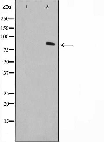AF0739 staining LOVO by IF/ICC. The sample were fixed with PFA and permeabilized in 0.1% Triton X-100,then blocked in 10% serum for 45 minutes at 25¡ãC. The primary antibody was diluted at 1/200 and incubated with the sample for 1 hour at 37¡ãC. An  Alexa Fluor 594 conjugated goat anti-rabbit IgG (H+L) Ab, diluted at 1/600, was used as the secondary antibod