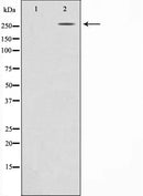 AF0738 staining HeLa cells by IF/ICC. The sample were fixed with PFA and permeabilized in 0.1% Triton X-100,then blocked in 10% serum for 45 minutes at 25¡ãC. The primary antibody was diluted at 1/200 and incubated with the sample for 1 hour at 37¡ãC. An  Alexa Fluor 594 conjugated goat anti-rabbit IgG (H+L) antibody(Cat.
