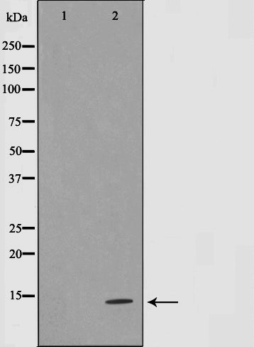 AF0593 staining NIH/3T3 cells by IF/ICC. The sample were fixed with PFA and permeabilized in 0.1% Triton X-100,then blocked in 10% serum for 45 minutes at 25¡ãC. The primary antibody was diluted at 1/200 and incubated with the sample for 1 hour at 37¡ãC. An  Alexa Fluor 594 conjugated goat anti-rabbit IgG (H+L) antibody(Cat.