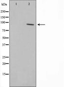 AF0735 staining SKOV3 by IF/ICC. The sample were fixed with PFA and permeabilized in 0.1% Triton X-100,then blocked in 10% serum for 45 minutes at 25¡ãC. The primary antibody was diluted at 1/200 and incubated with the sample for 1 hour at 37¡ãC. An  Alexa Fluor 594 conjugated goat anti-rabbit IgG (H+L) Ab, diluted at 1/600, was used as the secondary antibod