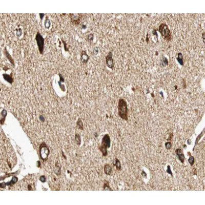 Western blot analysis of extracts from rat brain, using GCYB1 Antibody.